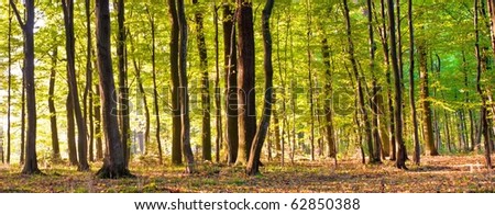 Sunlight in the green forest, summer time