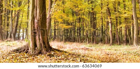 autumn landscape of young grey forest with bright blue sky