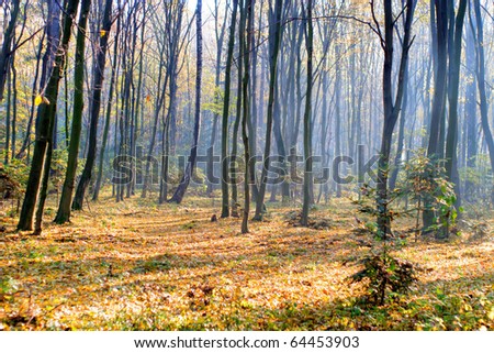 Sunlight in the green end yelow forest, autumn time