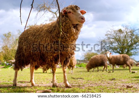 sheep on grass with blue sky, some looking at the camera