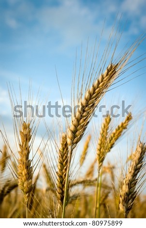 green spring grains, close up of yellow wheat ears on the field