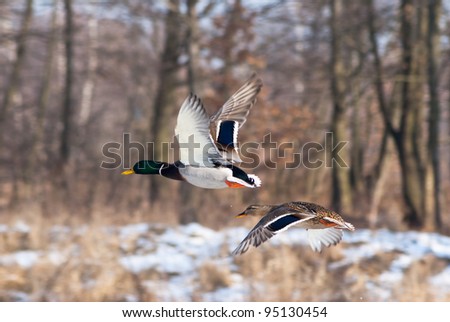 Image shows duck flying on sky, birds series