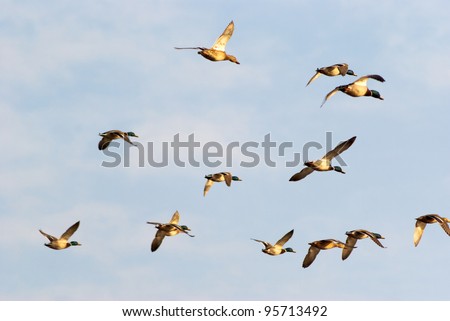 Image shows duck flying on sky, birds series