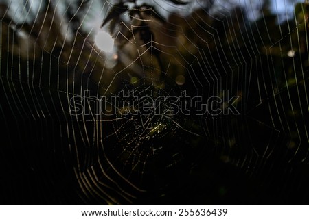 spider web with colorful background, nature series