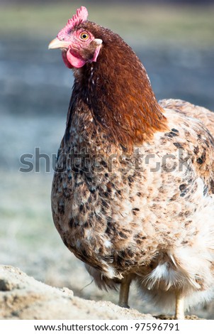 stock photo : Image shows chicken searching for food, chicken series
