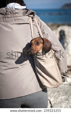 Teckel dog stuffed in a bag with woman from behind