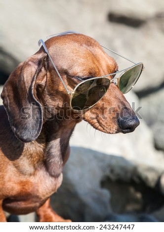 Dachshund dog with sunglasses at sea put in a bag