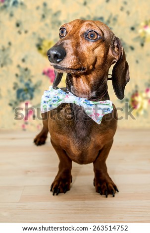 Red dachshund dog with sun glasses or bow tie scarves Red dachshund dog with sun glasses or bow tie handkerchiefs over wooden table
