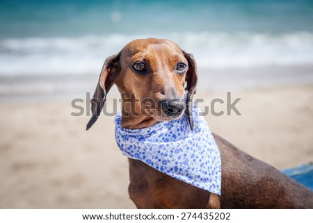 Red dachshund dog on a boat