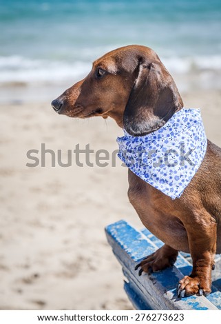 Red dachshund dog on a boat