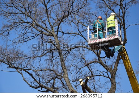 Lumberjacks are working at height