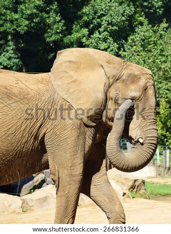 Elephant is scrapes his itchy eye