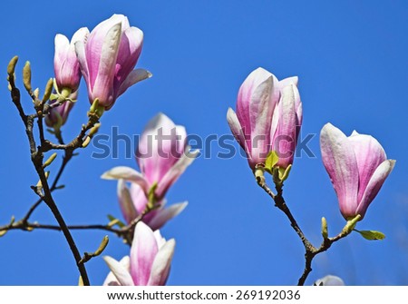 Flowers of the tulip tree