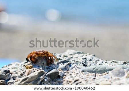 crab on rocks