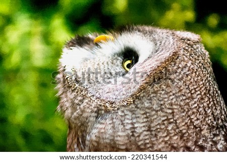 Grey Owl look at you,Clip-Art