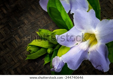 Purple flower of laurel clock vine, herbs in Thailand ,Still life