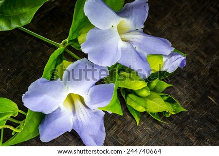 Purple flower of laurel clock vine, herbs in Thailand ,Still life