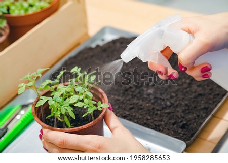 Girl taking care of home grown plants spices.