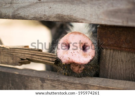 dirty pig\'s snout behind a wooden fence