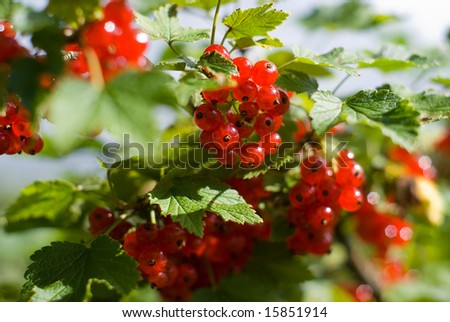 bunch of red berry
