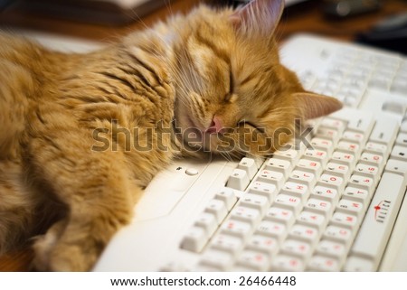 cat sleep on a keyboard