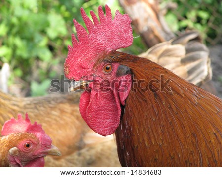 A cock head close up and a hen head.
