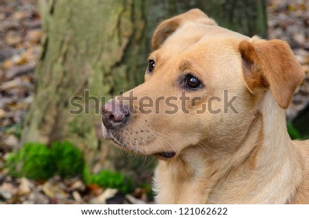 Golden Labrador dog in the forest