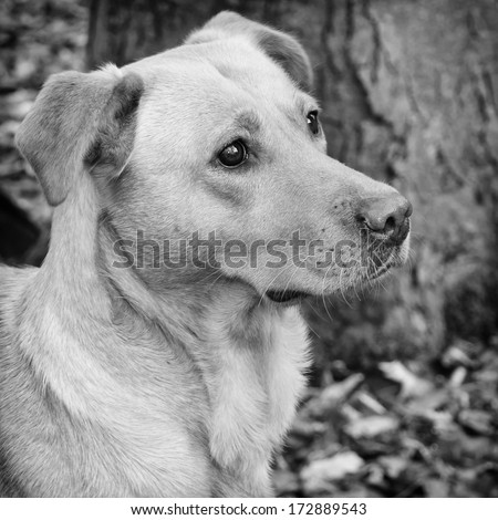 Golden Labrador gun dog