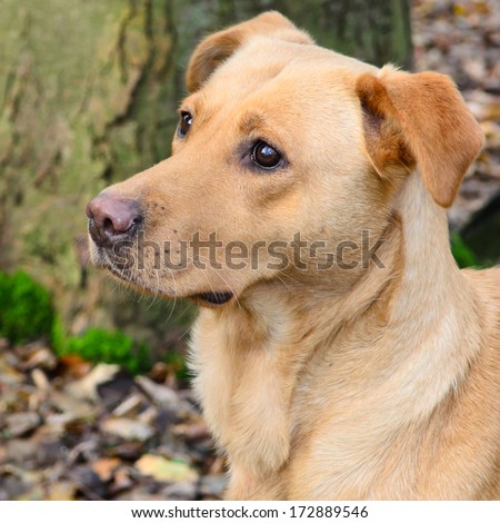 Golden Labrador gun dog
