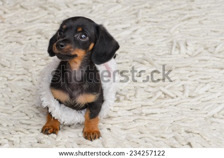 Miniature dachshund sausage dog puppy