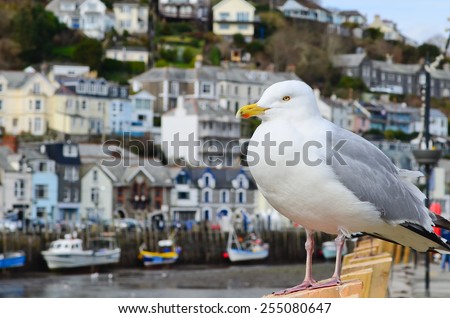 Seagull in a typically British seaside town setting, photo was taken in Looe which is in Cornwall, England.