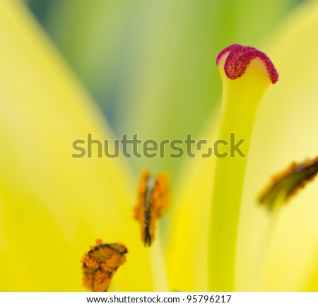 Extreme close up of the stamen of an Easter lily, very shallow depth of field.