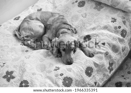 A closeup of a sad pet dog lying on a bed with floral sheet in grayscale