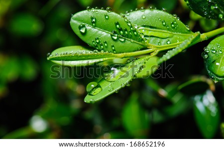 Rain drops on the leafs