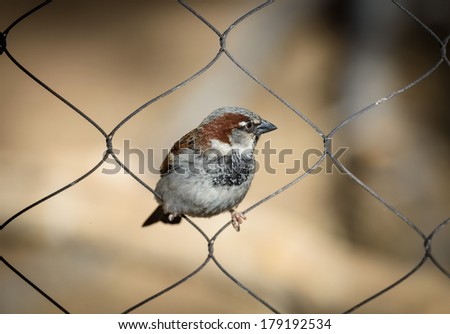 Sparrow on the net fence