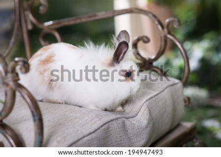 White little rabbit, cute pet in garden