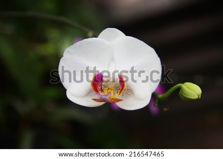 White orchid in orchids garden of Thailand