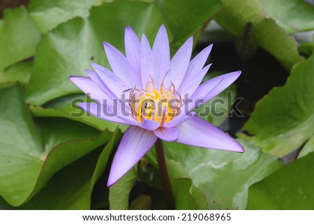 Purple lotus in the lotus pond.