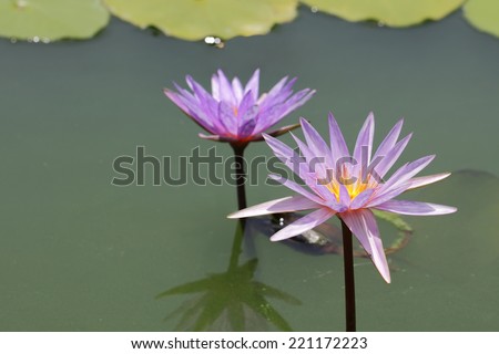 Purple Lotus in the lotus pond.