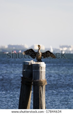 Sea bird on a wooden pole spreading out its wings.