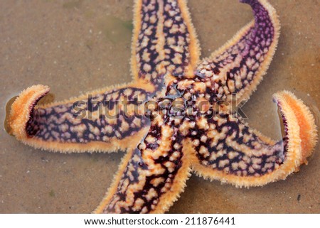 Purple starfish on the beach