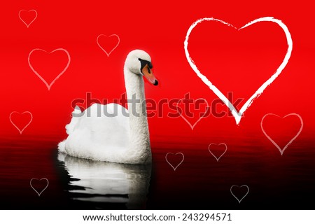 Romance & Love. Swan swimming in the magic lake.