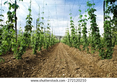 Hops field. Arable land. Thousand of plants growing to make beer.