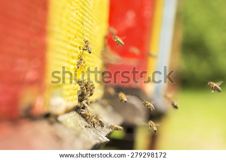 The bee was sipping the nectar and returning to beehive. Bees collects honey. Beehives on the meadow.