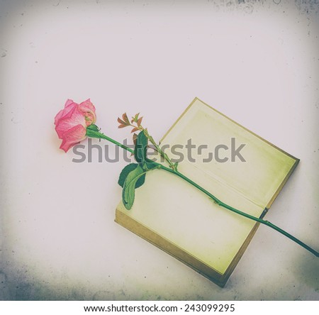 rose on an empty page of an old book