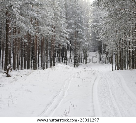 Winter forest - cold and snowing outside