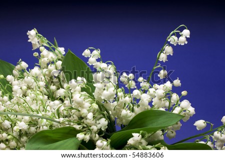 Beautiful fresh Lily-of-the-valey flowers over dark blue background