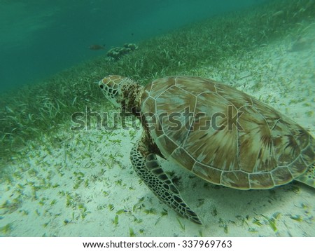 Sea turtle on the sea floor