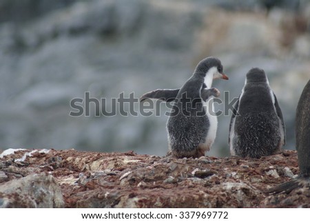 Penguin chicks in Antarctica