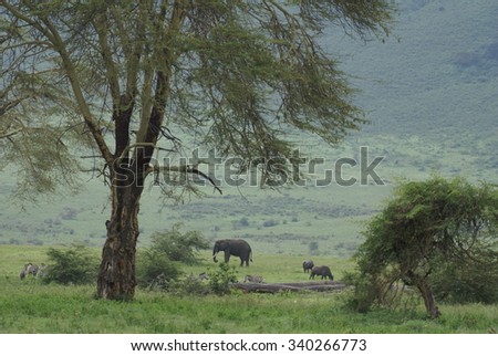 African bush scene with elephants and zebras in background on grassy plain, loose focus, framed by trees